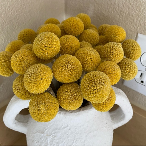 10 STEMS Dried Flowers Craspedia Billy Balls - Picture 9 of 11